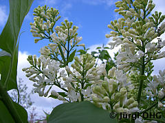 <tmpl_var article_image3_description | HTML >