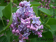 <tmpl_var article_image4_description | HTML >