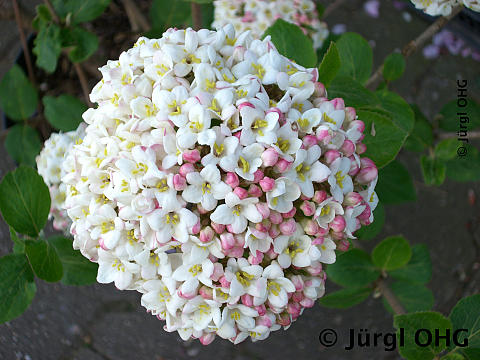 <tmpl_var article_image_description | HTML >