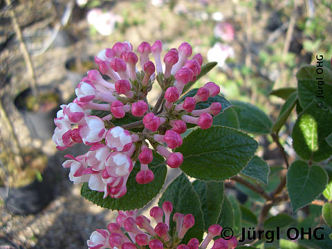 <tmpl_var article_image_description | HTML >