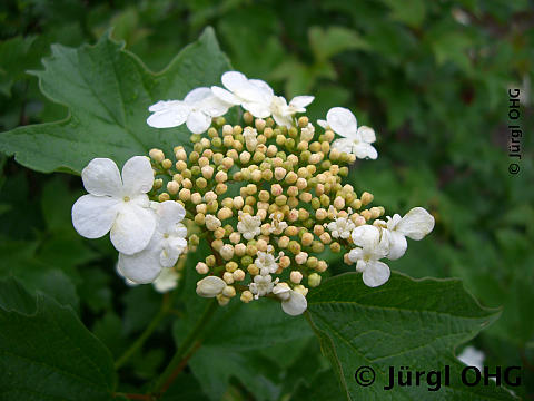 <tmpl_var article_image_description | HTML >