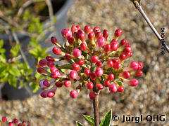 <tmpl_var article_image2_description | HTML >