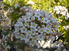 Viburnum burkwoodii, Osterschneeball