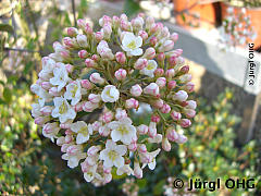 <tmpl_var article_image3_description | HTML >