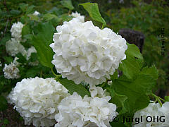 <tmpl_var article_image2_description | HTML >