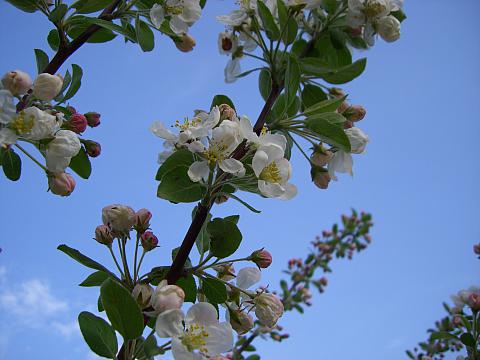 <tmpl_var article_image_description | HTML >