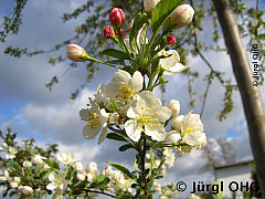 <tmpl_var article_image3_description | HTML >