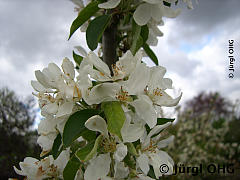 <tmpl_var article_image5_description | HTML >