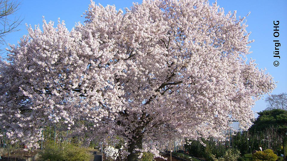 Prunus subhirtella 'Autumnalis', Japanische Blütenkirsche 'Autumnalis'