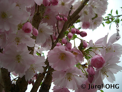 Prunus 'Accolade', Frühe Zierkirsche 'Accolade'