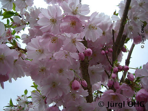 <tmpl_var article_image_description | HTML >