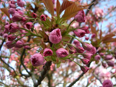 Prunus serrulata 'Kanzan', Japanische Nelkenkirsche 'Kanzan'