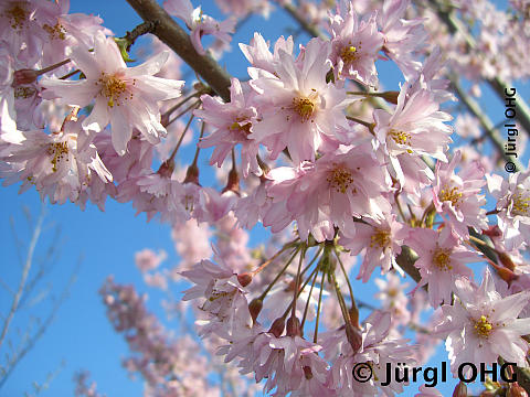 Prunus subhirtella 'Fukubana', Frühlingskirsche 'Fukubana'