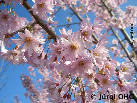 <tmpl_var article_image_description | HTML >