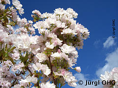 Prunus serrulata 'Amanogawa', Japanische Säulenkirsche 'Amanogawa'