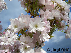 <tmpl_var article_image2_description | HTML >