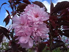 <tmpl_var article_image4_description | HTML >