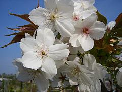 Prunus serrulata 'Taihaku', Weiße Zierkirsche 'Taihaku'