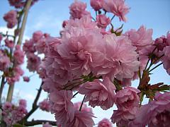 Prunus x serrulata 'Kiku-Shidare-Zakura', Japanische Hängenelkenkirsche 'Kiku-Shidare-Zakura'