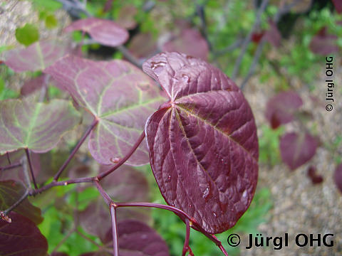 Cercis canadensis 'Forest Pensy', Kanadischer Judasbaum 'Forest Pensy'