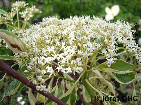 <tmpl_var article_image_description | HTML >