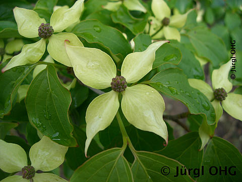 <tmpl_var article_image_description | HTML >