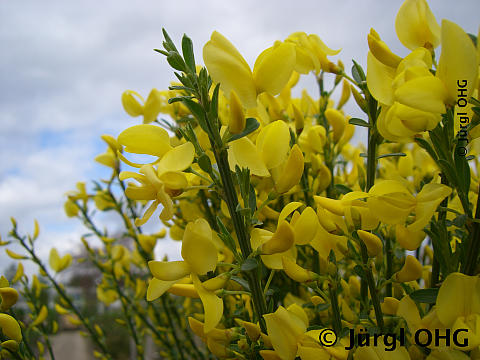 <tmpl_var article_image_description | HTML >