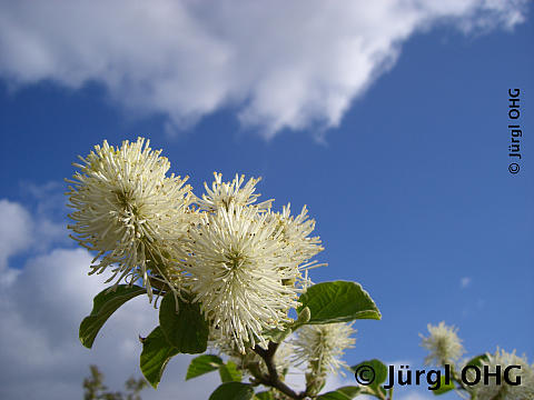 <tmpl_var article_image_description | HTML >