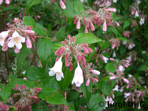 <tmpl_var article_image_description | HTML >