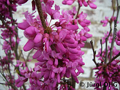 <tmpl_var article_image2_description | HTML >