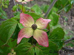 <tmpl_var article_image4_description | HTML >