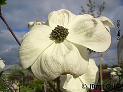 <tmpl_var article_image2_description | HTML >