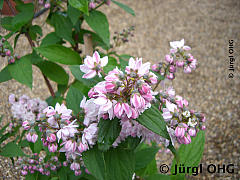 <tmpl_var article_image3_description | HTML >