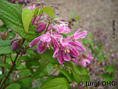 <tmpl_var article_image4_description | HTML >