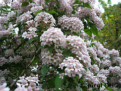 <tmpl_var article_image2_description | HTML >