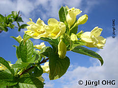 <tmpl_var article_image2_description | HTML >